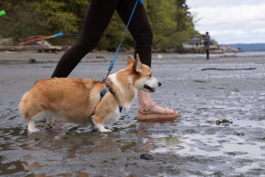 Woman walking her corgi on the beach