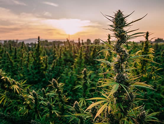 Cannabis accounts