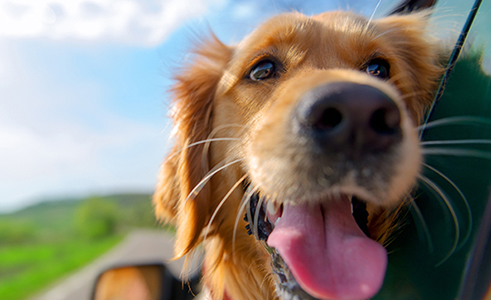 Golden Retriever Looking Out Of Car Window