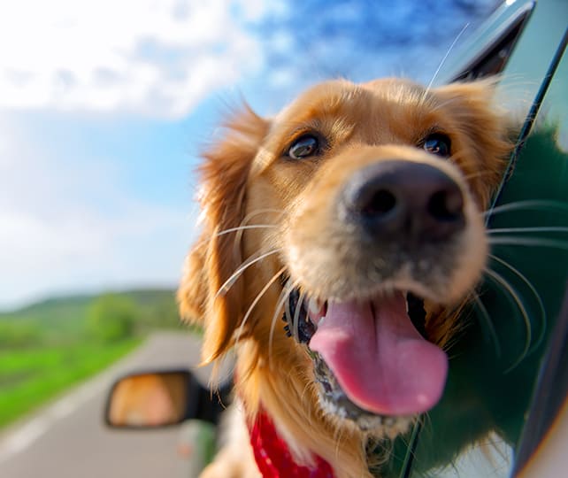 Golden Retriever Looking Out Of Car Window